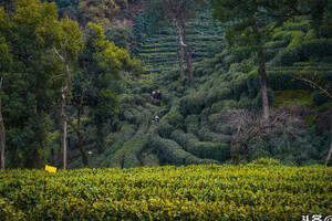 茶树生长环境对茶的品质影响有多大？
