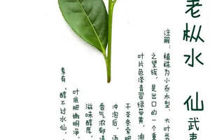 评茶篇————41，武夷岩茶 之老枞水仙