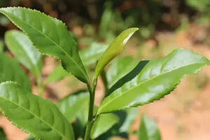 红乌龙：青茶摇青和红茶发酵的结合是怎样的？