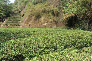 武夷岩茶为什么一年只采一季，你知道吗？