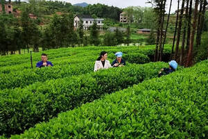 省农科院科技赋能 保靖黄金茶轻简化采茶研究取得进展