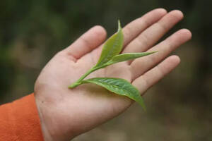 春茶季遵循这3个规律，普洱茶入门小白也能买到好茶！