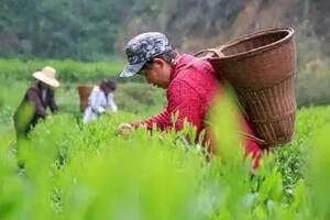 保靖黄金茶国家地理标志产品保护示范区获批筹建