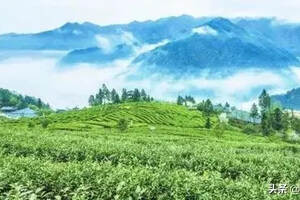 茶香氤氲产业兴———新化县大力推进红茶产业发展
