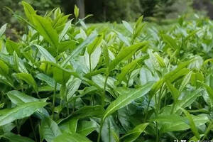岩茶｜高山生态产茶带（高山岩茶是什么茶）