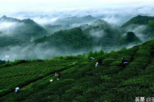《湖南省茶产业发展促进条例》立法调研团队到郴州调研