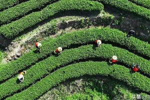 湖南省衡阳市常宁市委组织部门帮助茶农采摘茶