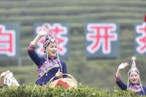 世界白茶在中国，中国白茶在福鼎
