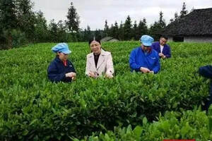 新化：省科技特派员传授茶叶新技术 助力茶产业发展