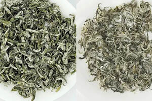 洞庭碧螺春茶是卷曲型名优绿茶的代表