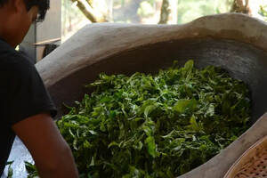 普洱茶的传统工艺和新工艺