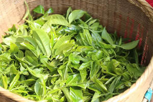 《邦崴》古树春茶—穿越千年而来的醇香