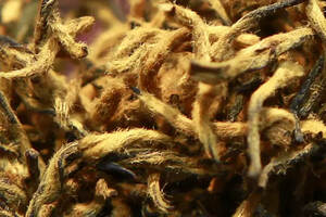 从世界红茶鼻祖正山小种里分支出来的红茶，我们都尊称她为金芽