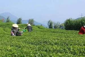 揭秘白茶生产制作全过程