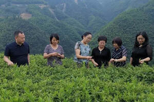 娄底市人大茶产业专题调研活动走进湖南月光茶业