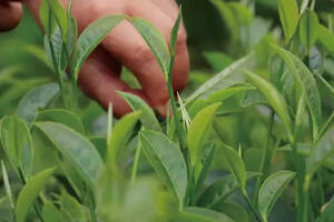 让世界了解滇红，凤庆滇红茶的制作工艺全流程