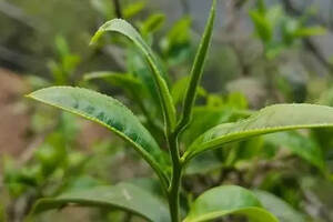 普洱茶大叶种和小叶种有何区别？