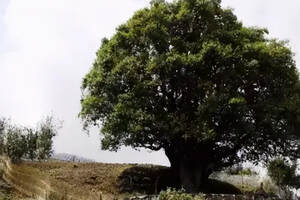 世界上最大的茶树