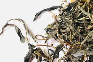 云南曼松古树，茶是甜的，但历史中，曼松人的生活却是苦的