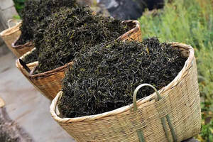 为什么越来越多的名山古树茶都是新茶好喝，越存越薄？