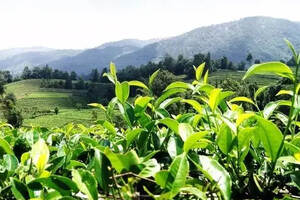 勐海观察：普洱茶的庄园化（勐海普洱茶公园和大益庄园是一个地方吗）