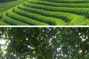 总结：一文概全云南普洱茶台地茶与乔木老树茶的区别