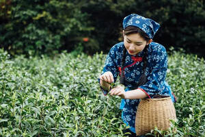 普洱茶的工艺制作，纯手工、原生态？