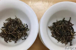 喝生茶新茶会增加湿气与肝指标以及引起耳鸣？