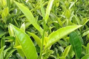 谁说小叶种不算普洱茶？最牛皇家贡茶就是小叶种