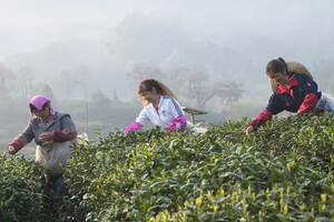 读懂武夷红茶地方标准，喝懂武夷红茶