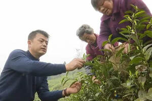四川广安武胜县：一斤1700元的茶叶种进小山村 助农增收
