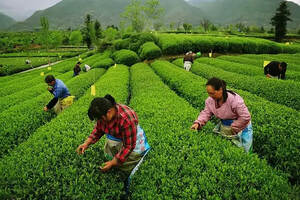 东冈子：关于茶叶采摘的大体时间，你了解多少？