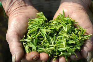 喝绿茶春茶的三种常见误区，越早知道越好！