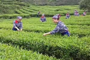 2021潇湘“邵阳红”100亿茶产业第五届技能大赛即将举行