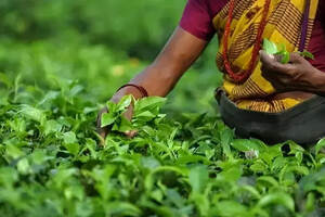 「千年藏茶」欧洲开始移植中国茶叶
