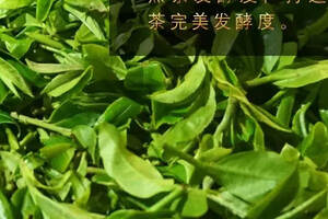 厨心熟茶｜6.18黄金酵度，熟道发酵技艺的核心关键环节