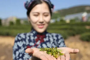 这些优质茶在西北名声大，缘何在江南鲜为人知，成不了全国名茶？