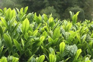 为何茶农明知“雨水青”茶叶品质不佳，仍坚持上山采茶？
