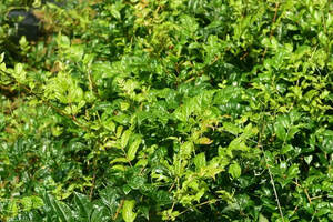 莓宝茶：低调隐居中国茶叶界的“大师”