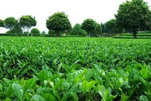 长沙绿茶春季产销两旺