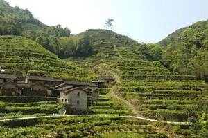 潮汕地区出名的茶叶