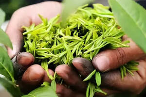 除了绿茶，其它茶类有必要赶“春茶潮”吗？