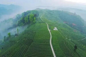 雅安蒙顶山茶叶产区