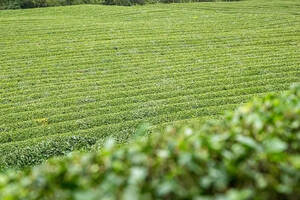 滇青、滇绿，它们不一样！怎样区别滇绿与滇青普洱生茶？