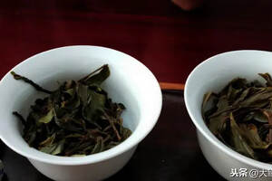 曼松王子山和背阴山的口感对比｜行者品茶(075)