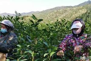 安溪茶叶种植面积