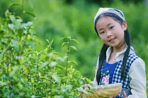 湖南湘乡一女子为自己孩子拍出精美的采茶图