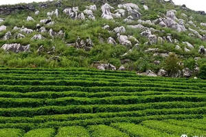 湖南安化：以“茶”为基 推进茶旅文康融合发展