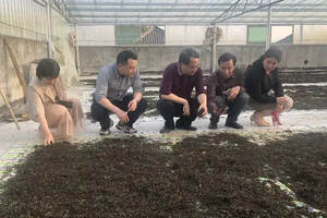 娄底市茶业协会邀请湖南省茶叶专家团队到新化指导红茶加工