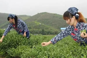 黄山市茶叶种植面积